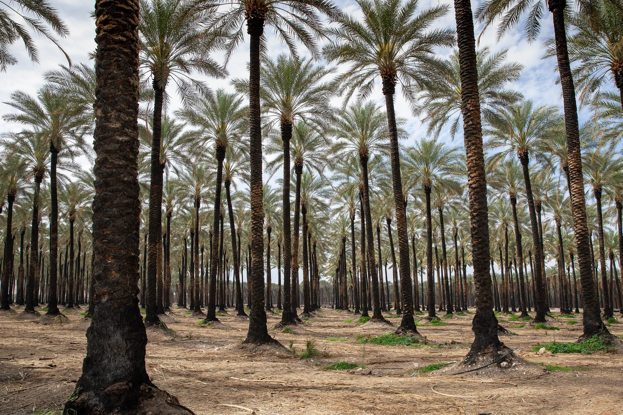 Real photo: A date palm plantation north of the Dead Sea.
