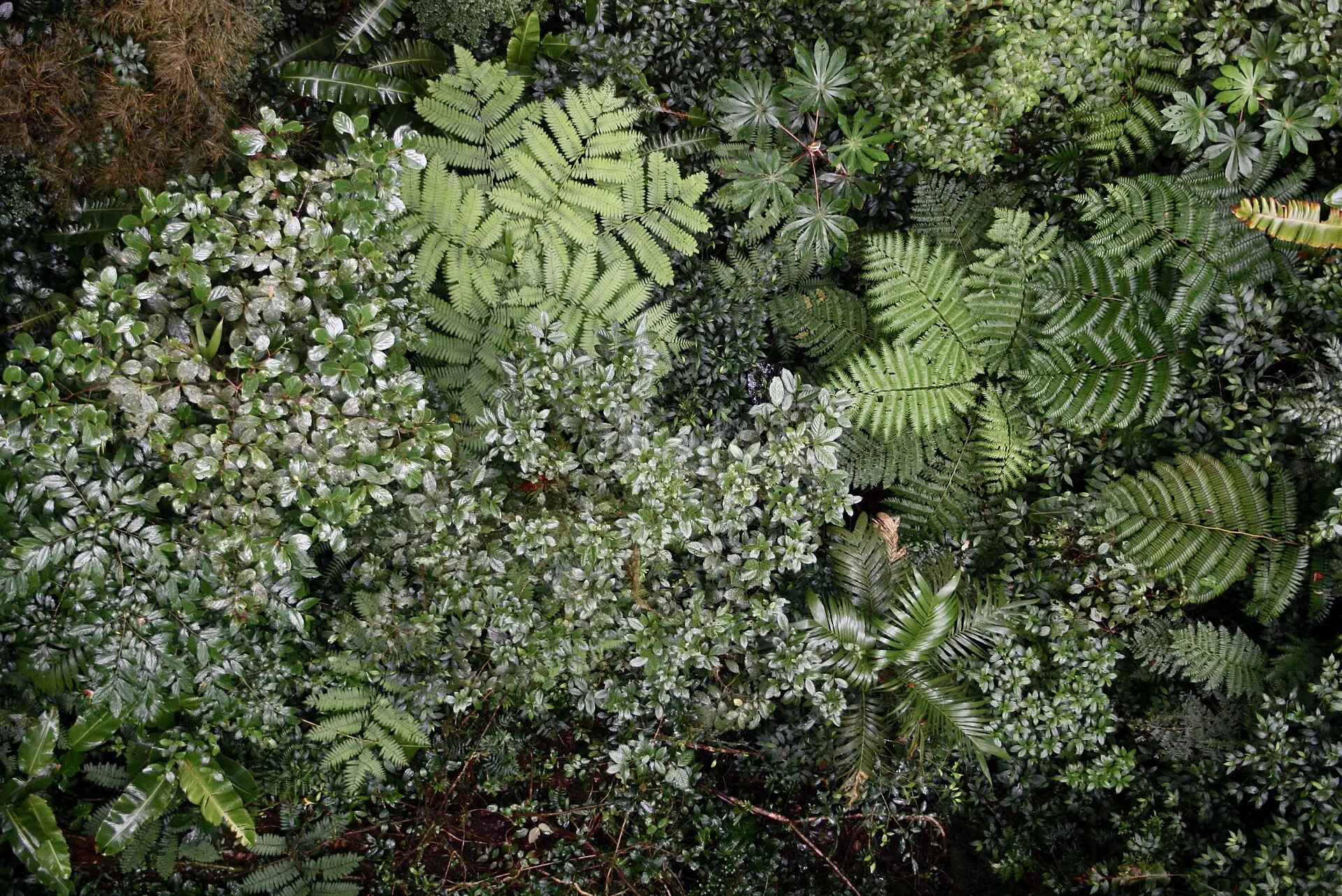 Real photo: Inside the Monteverde cloud forest.