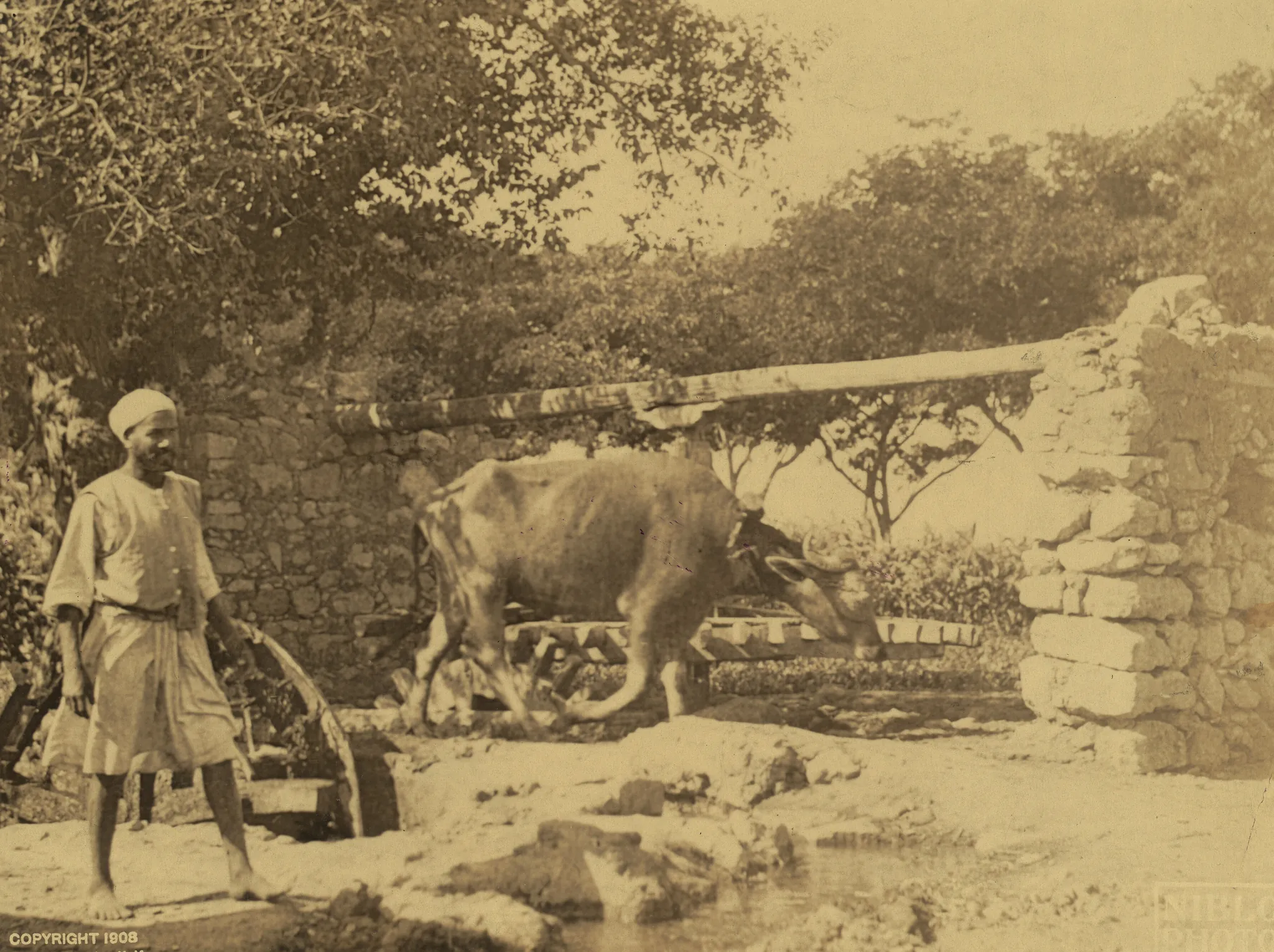 Real photo: A working sakia water wheel in Egypt, photographed over a century ago.