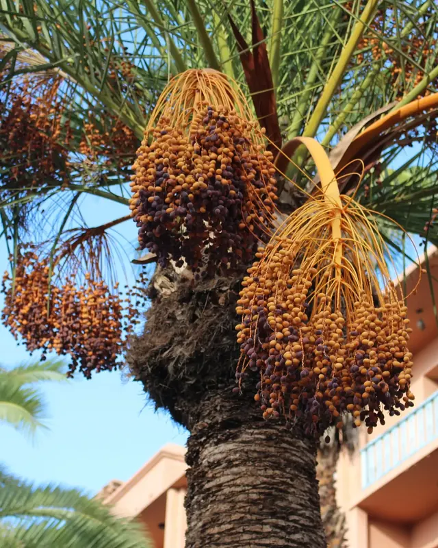 Real photo for Inside a Date Palm