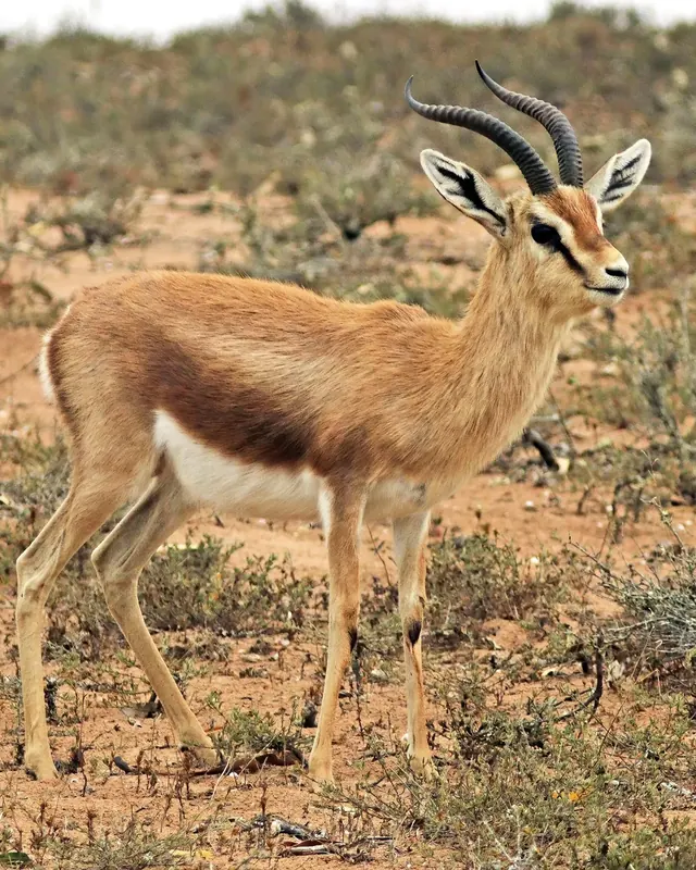 Real photo for Inside a Desert Food Web