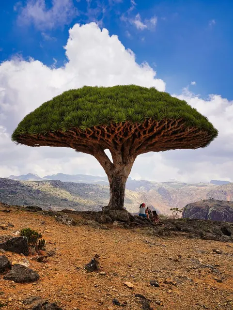Real photo for Inside Socotra's Island of Strange Trees